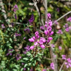 Comesperma ericinum at Robertson, NSW - 26 Oct 2024