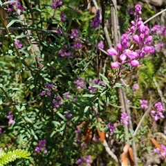 Comesperma ericinum at Robertson, NSW - 26 Oct 2024