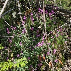 Comesperma ericinum at Robertson, NSW - 26 Oct 2024