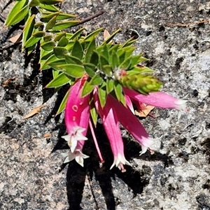 Epacris calvertiana var. versicolor at Robertson, NSW - 26 Oct 2024