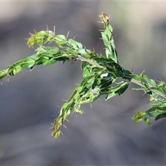 Acacia paradoxa (Kangaroo Thorn) at Chiltern, VIC - 25 Oct 2024 by KylieWaldon