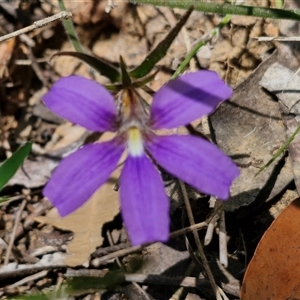 Scaevola ramosissima at Robertson, NSW - 26 Oct 2024 01:36 PM