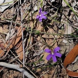 Scaevola ramosissima at Robertson, NSW - 26 Oct 2024 01:36 PM