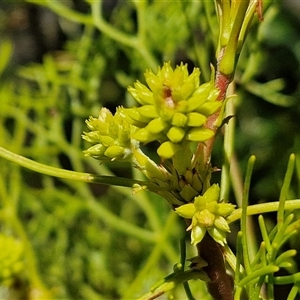 Petrophile pedunculata at Robertson, NSW - suppressed