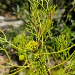 Petrophile pedunculata at Robertson, NSW - suppressed