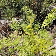 Petrophile pedunculata at Robertson, NSW - suppressed