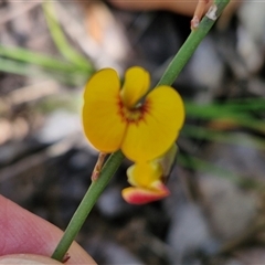 Bossiaea ensata (Sword Bossiaea) at Robertson, NSW - 26 Oct 2024 by trevorpreston