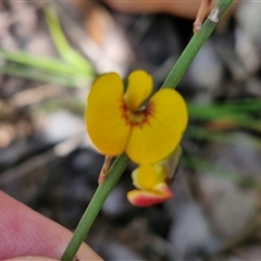 Bossiaea ensata at Robertson, NSW - 26 Oct 2024 01:35 PM