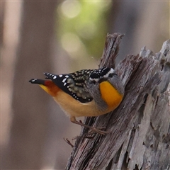 Pardalotus punctatus (Spotted Pardalote) at Aranda, ACT - 21 Aug 2024 by ConBoekel