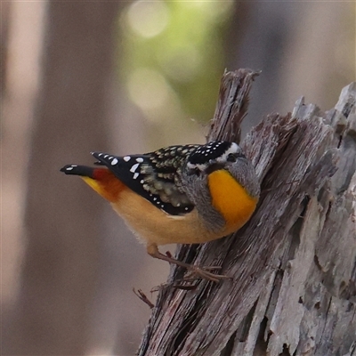 Pardalotus punctatus (Spotted Pardalote) at Aranda, ACT - 21 Aug 2024 by ConBoekel