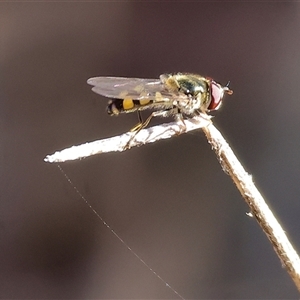 Melangyna viridiceps at Chiltern, VIC - 26 Oct 2024 07:57 AM
