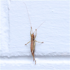 Coptaspis brevipennis at Turner, ACT - 21 Aug 2024