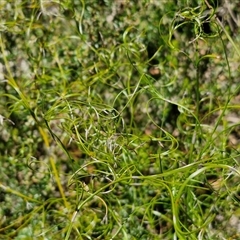 Caustis flexuosa (Curly Wigs) at Robertson, NSW - 26 Oct 2024 by trevorpreston