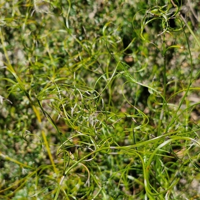 Caustis flexuosa (Curly Wigs) at Robertson, NSW - 26 Oct 2024 by trevorpreston