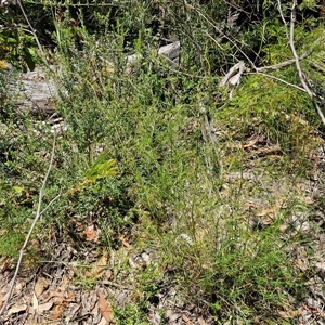 Caustis flexuosa at Robertson, NSW - suppressed