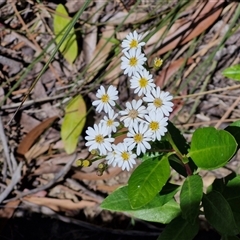 Olearia elliptica (Sticky Daisy Bush) at Carrington Falls, NSW - 26 Oct 2024 by trevorpreston
