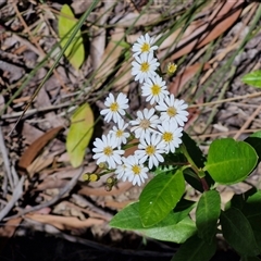 Olearia elliptica (Sticky Daisy Bush) at Carrington Falls, NSW - 26 Oct 2024 by trevorpreston