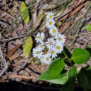 Olearia elliptica at Carrington Falls, NSW - 26 Oct 2024