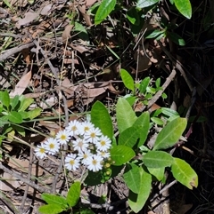 Olearia elliptica at Carrington Falls, NSW - 26 Oct 2024