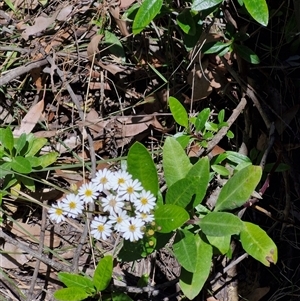 Olearia elliptica at Carrington Falls, NSW - 26 Oct 2024