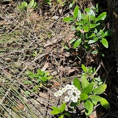 Olearia elliptica at Carrington Falls, NSW - 26 Oct 2024