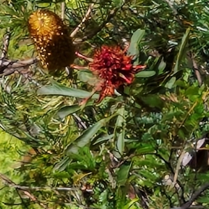 Telopea speciosissima at Upper Kangaroo Valley, NSW - suppressed