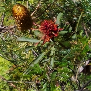 Telopea speciosissima at Upper Kangaroo Valley, NSW - 26 Oct 2024