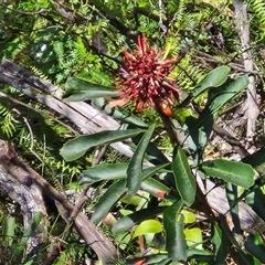 Telopea speciosissima at Upper Kangaroo Valley, NSW - suppressed
