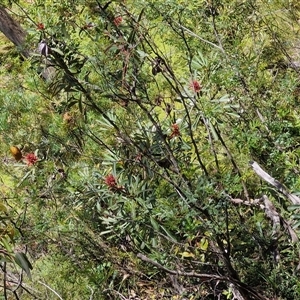 Telopea speciosissima at Upper Kangaroo Valley, NSW - 26 Oct 2024