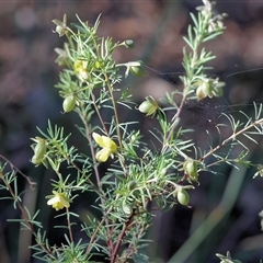 Gompholobium huegelii (pale wedge–pea) at Chiltern, VIC - 26 Oct 2024 by KylieWaldon