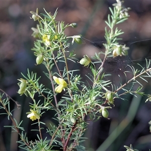 Gompholobium huegelii at Chiltern, VIC - 26 Oct 2024