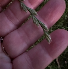 Lolium (genus) (Ryegrass) at Kangaroo Valley, NSW - 26 Oct 2024 by lbradley