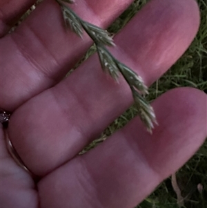 Lolium sp. at Kangaroo Valley, NSW - suppressed