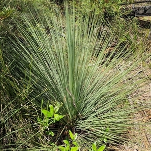 Xanthorrhoea sp. at Carrington Falls, NSW - suppressed