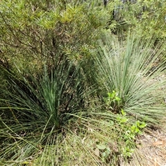Xanthorrhoea (genus) at Carrington Falls, NSW - suppressed