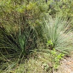 Xanthorrhoea sp. at Carrington Falls, NSW - suppressed