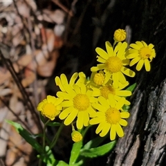 Senecio madagascariensis (Madagascan Fireweed, Fireweed) at Carrington Falls, NSW - 26 Oct 2024 by trevorpreston