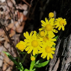 Senecio madagascariensis at Carrington Falls, NSW - 26 Oct 2024