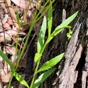 Senecio madagascariensis at Carrington Falls, NSW - 26 Oct 2024