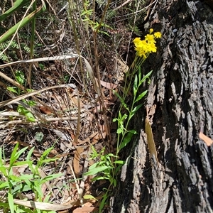 Senecio madagascariensis at Carrington Falls, NSW - 26 Oct 2024