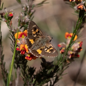 Trapezites phigalia at Kowen, ACT - 26 Oct 2024 03:10 PM