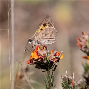 Trapezites phigalia at Kowen, ACT - 26 Oct 2024