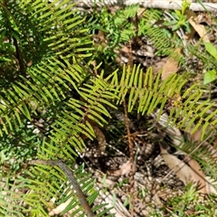 Gleichenia dicarpa (Wiry Coral Fern) at Carrington Falls, NSW - 26 Oct 2024 by trevorpreston