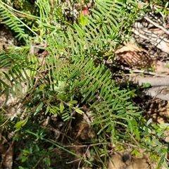 Gleichenia dicarpa at Carrington Falls, NSW - suppressed