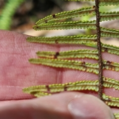 Gleichenia dicarpa at Carrington Falls, NSW - suppressed