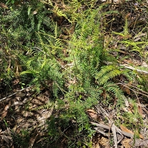 Gleichenia dicarpa at Carrington Falls, NSW - suppressed