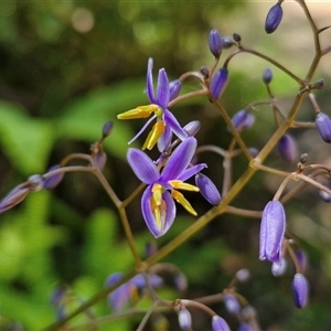 Dianella caerulea var. producta at Carrington Falls, NSW - 26 Oct 2024