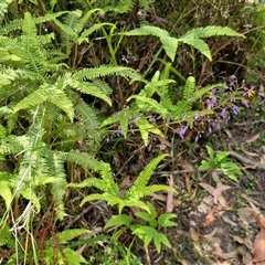 Dianella caerulea var. producta at Carrington Falls, NSW - 26 Oct 2024