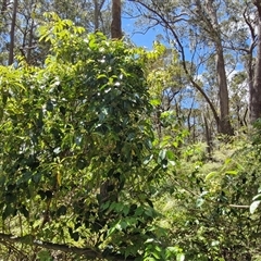 Leichhardtia rostrata at Carrington Falls, NSW - 26 Oct 2024