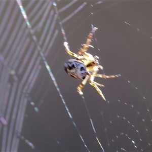 Araneidae (family) at Chiltern, VIC by KylieWaldon